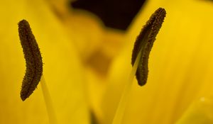 Preview wallpaper lily, flower, pollen, macro, yellow