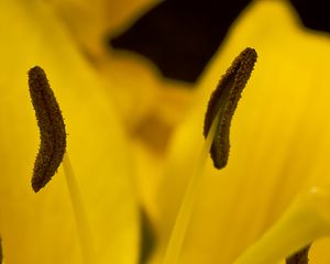 Preview wallpaper lily, flower, pollen, macro, yellow