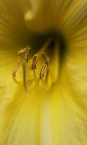 Preview wallpaper lily, flower, pollen, yellow, macro