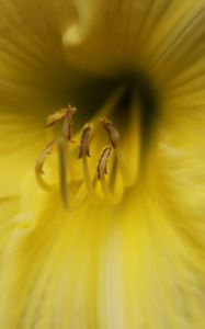 Preview wallpaper lily, flower, pollen, yellow, macro