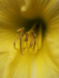 Preview wallpaper lily, flower, pollen, yellow, macro