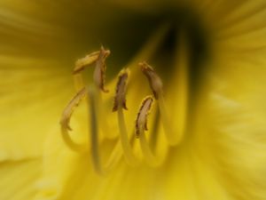 Preview wallpaper lily, flower, pollen, yellow, macro