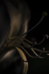 Preview wallpaper lily, flower, pollen, macro, darkness