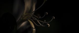 Preview wallpaper lily, flower, pollen, macro, darkness