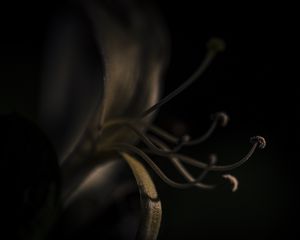 Preview wallpaper lily, flower, pollen, macro, darkness