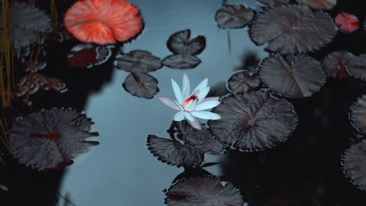 Wallpaper lily, flower, pond, leaves
