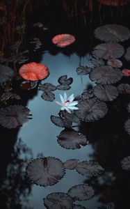 Preview wallpaper lily, flower, pond, leaves