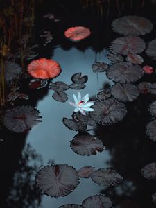 Preview wallpaper lily, flower, pond, leaves