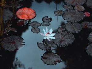 Preview wallpaper lily, flower, pond, leaves