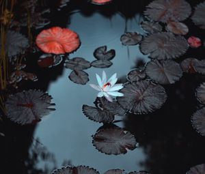 Preview wallpaper lily, flower, pond, leaves