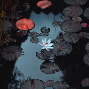 Preview wallpaper lily, flower, pond, leaves