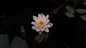 Preview wallpaper lily, flower, pond, leaves, water