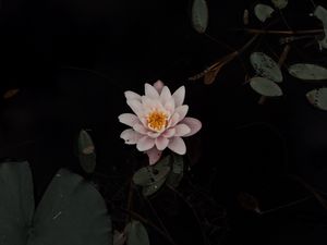 Preview wallpaper lily, flower, pond, leaves, water