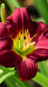 Preview wallpaper lily, flower, red, pollen, macro