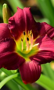 Preview wallpaper lily, flower, red, pollen, macro