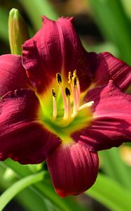 Preview wallpaper lily, flower, red, pollen, macro