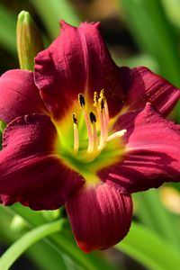 Preview wallpaper lily, flower, red, pollen, macro