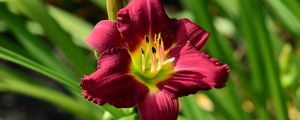 Preview wallpaper lily, flower, red, pollen, macro