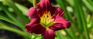 Preview wallpaper lily, flower, red, pollen, macro