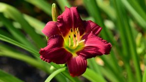 Preview wallpaper lily, flower, red, pollen, macro