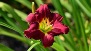 Preview wallpaper lily, flower, red, pollen, macro