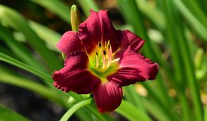 Preview wallpaper lily, flower, red, pollen, macro