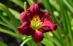 Preview wallpaper lily, flower, red, pollen, macro