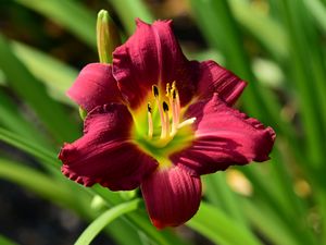 Preview wallpaper lily, flower, red, pollen, macro