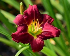 Preview wallpaper lily, flower, red, pollen, macro