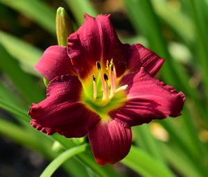 Preview wallpaper lily, flower, red, pollen, macro