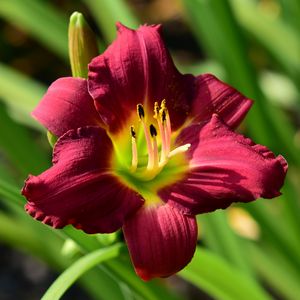 Preview wallpaper lily, flower, red, pollen, macro