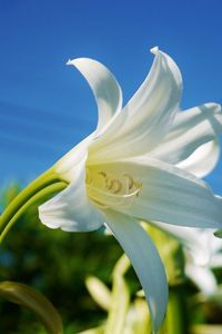 Preview wallpaper lily, flower, snowy, sky, close-up