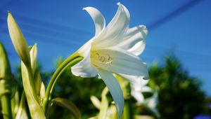 Preview wallpaper lily, flower, snowy, sky, close-up