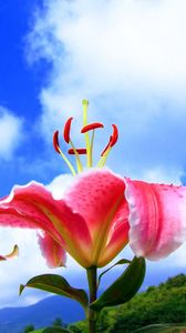 Preview wallpaper lily, flower, splayed, stamens, clouds, sky