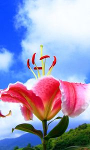 Preview wallpaper lily, flower, splayed, stamens, clouds, sky