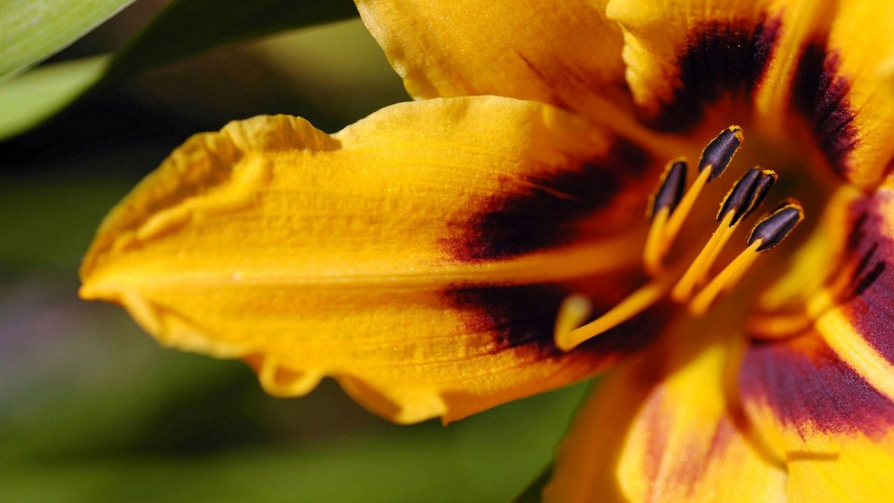 Wallpaper lily, flower, stamen, bands