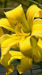 Preview wallpaper lily, flower, stamen, yellow, close-up, blurred