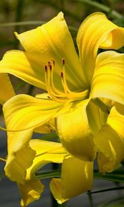 Preview wallpaper lily, flower, stamen, yellow, close-up, blurred