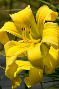 Preview wallpaper lily, flower, stamen, yellow, close-up, blurred