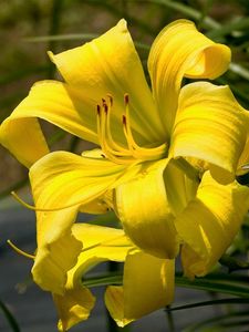 Preview wallpaper lily, flower, stamen, yellow, close-up, blurred