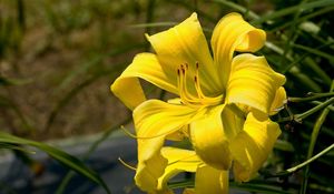 Preview wallpaper lily, flower, stamen, yellow, close-up, blurred