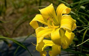 Preview wallpaper lily, flower, stamen, yellow, close-up, blurred