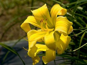 Preview wallpaper lily, flower, stamen, yellow, close-up, blurred