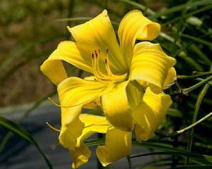 Preview wallpaper lily, flower, stamen, yellow, close-up, blurred