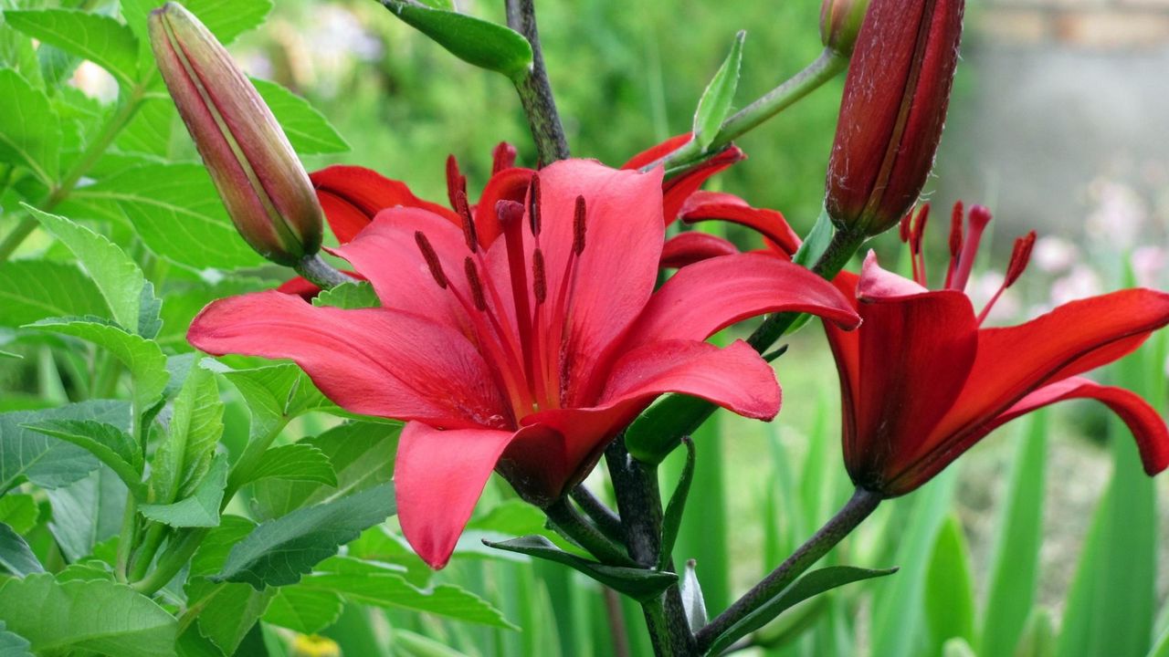 Wallpaper lily, flower, stamen, stem, close-up