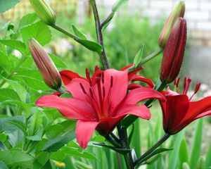 Preview wallpaper lily, flower, stamen, stem, close-up