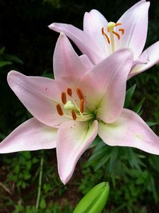 Preview wallpaper lily, flower, stamen, sharp, close-up