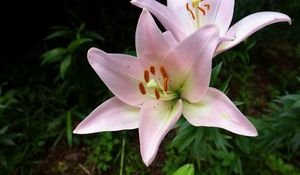 Preview wallpaper lily, flower, stamen, sharp, close-up