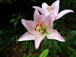 Preview wallpaper lily, flower, stamen, sharp, close-up