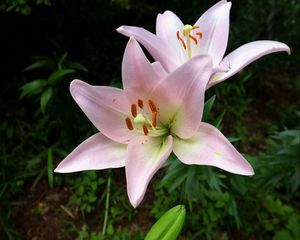 Preview wallpaper lily, flower, stamen, sharp, close-up